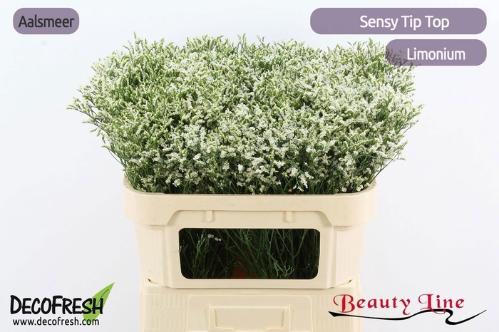 Limonium sinense Sensy Tip Top