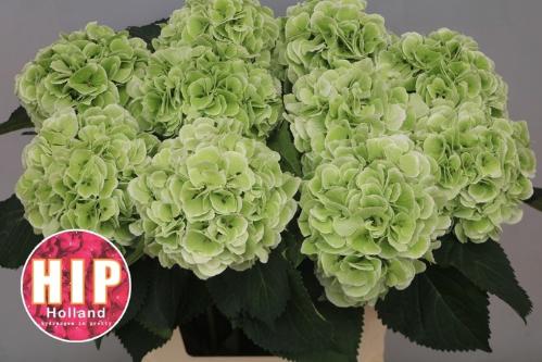 Hydrangea macrophylla 'Schneeball' (classic)
