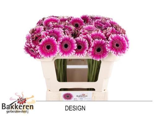 Gerbera mini Design