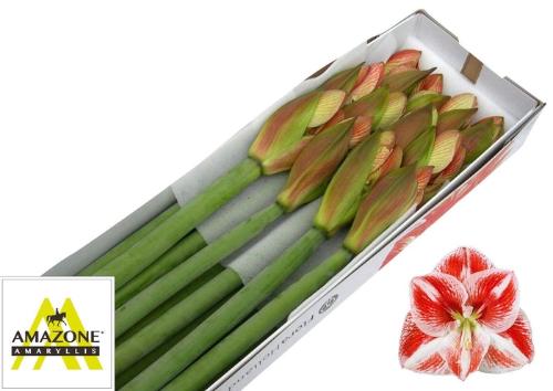 Hippeastrum Galaxy Grp 'Popov'