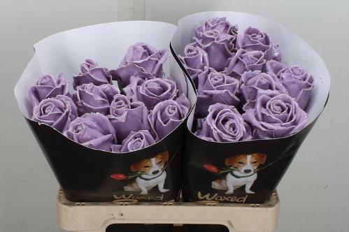 Rosa grootbloemig gewaxt H%