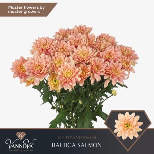 Chrysanthemum( Indicum Grp) tros Baltica Salmon