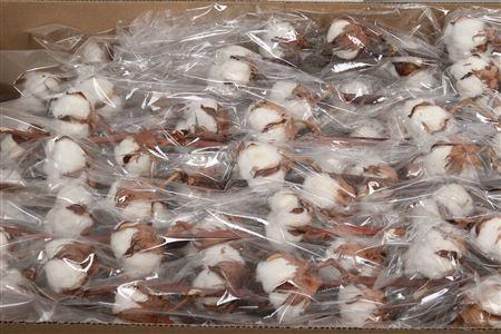 Gossypium hirsutum wit