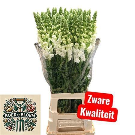 Antirrhinum majus 'Potomac Early White'