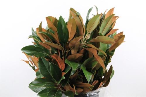 Decoratiegroen overig per bos