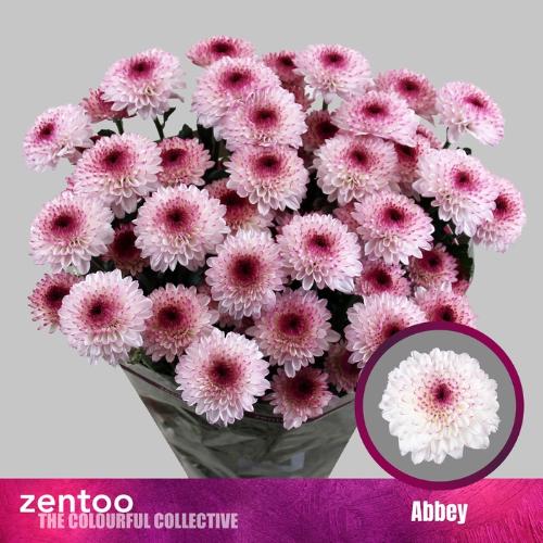 Chrysanthemum (Indicum Grp) tros Funtime