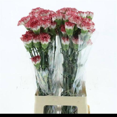 Dianthus standaard Montoya