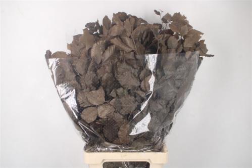 Eucalyptus polyanthemos (fruit) kleurbehandeld per bos H%