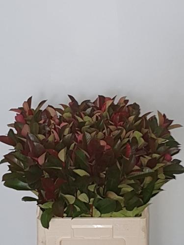 Photinia x fraseri 'Red Robin' (rood)