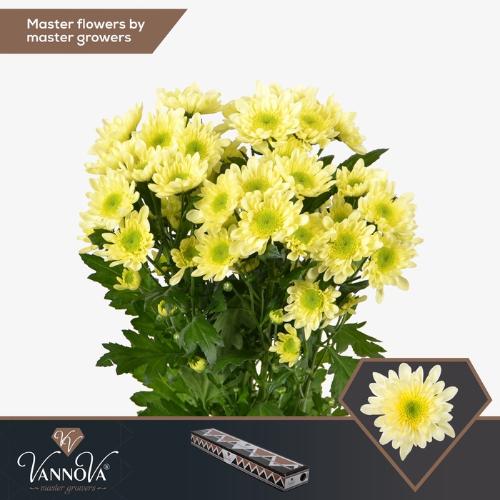 Chrysanthemum Indicum Grp tros kas Radost Cream