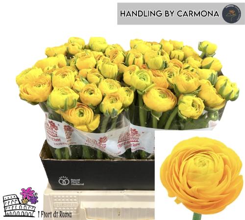 Ranunculus asiaticus 'Elegance Yellow'