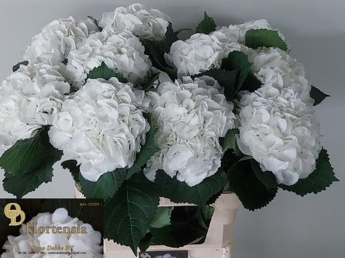 Hydrangea macrophylla 'Schneeball'