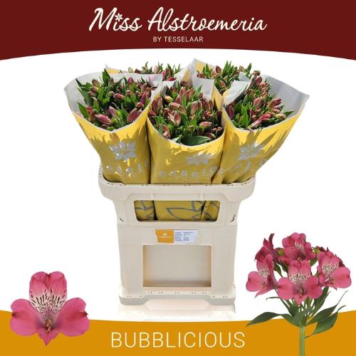 Alstroemeria Bubblicious