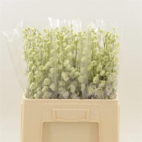 Delphinium Elatum Grp dubbelbloemig 'Dewi Lady'