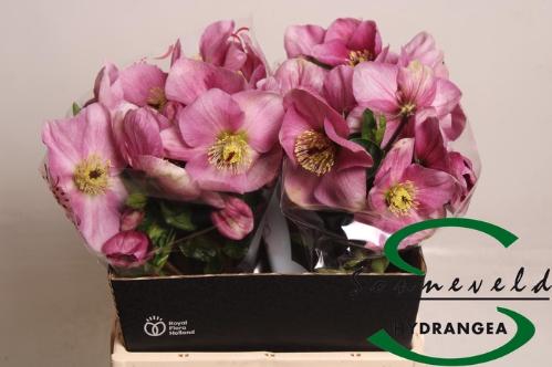 Helleborus Aarendelle Bella Pink