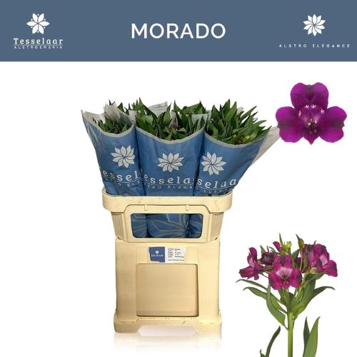 Alstroemeria Morado