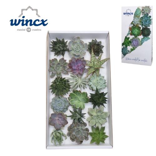 Succulenten gemengd per bos