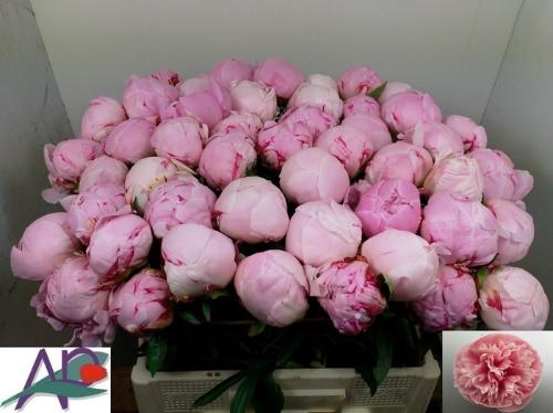 Paeonia Lactiflora Grp 'Sarah Bernhardt'
