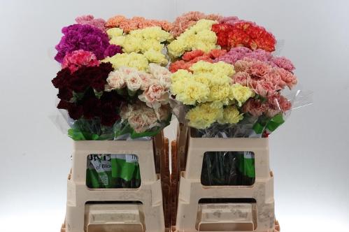 Dianthus standaard gemengd in fust