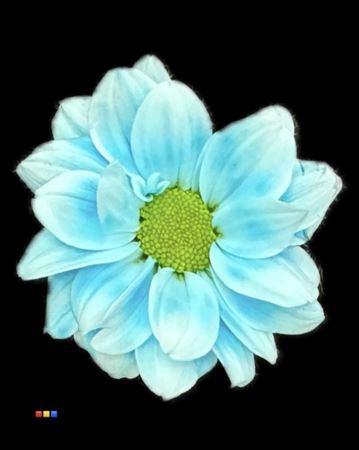 Chrysanthemum Indicum Grp tros kas kleurbehandeld H%