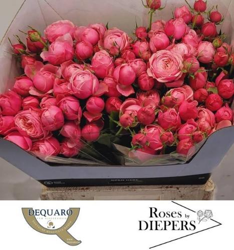 Rosa tros Silva Pink+