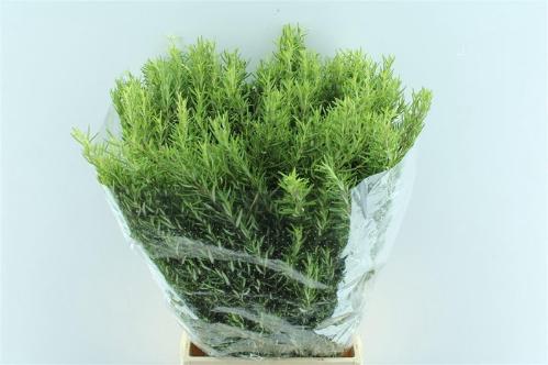 Rosmarinus officinalis