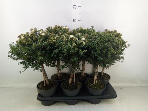 Myrtus communis