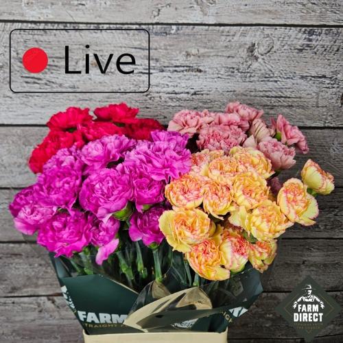 Dianthus standaard gemengd in fust