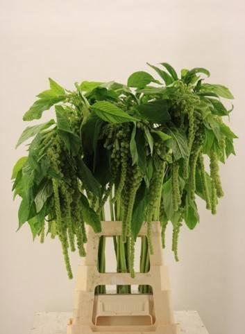 Amaranthus caudatus 'Cycloop'