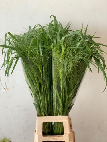 Panicum 'Fountain'