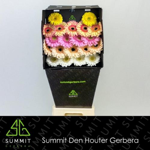 Gerbera mini gemengd op rij