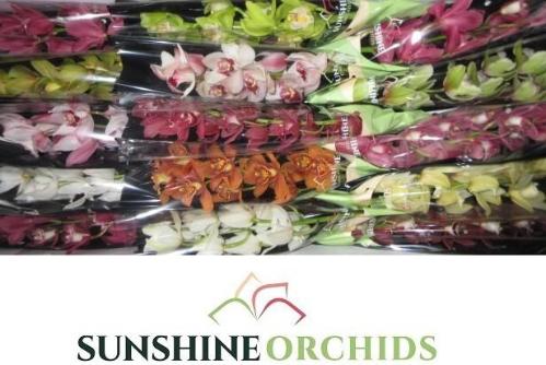 Cymbidium mini per tak gemengd