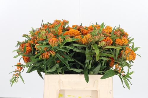Asclepias tuberosa