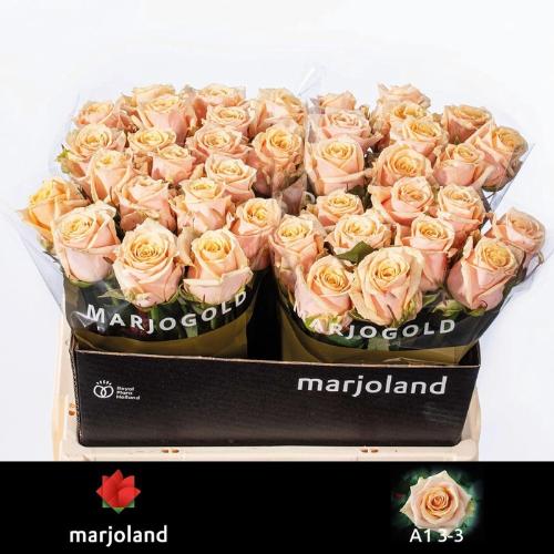 Rosa grootbloemig Bellini!