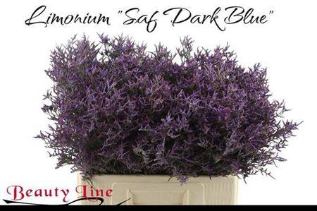 Limonium Safora Dark Blue