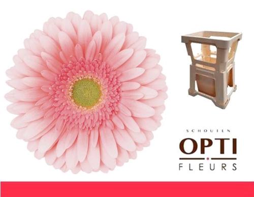 Gerbera grootbloemig 'Romella'