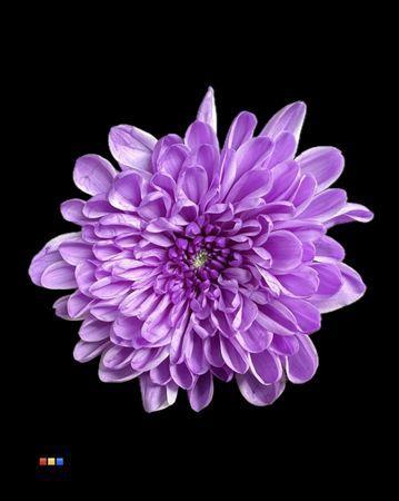 Chrysanthemum Indicum Grp tros kas kleurbehandeld H%