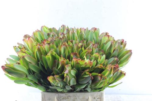 Leucadendron 'Laurel Yellow'