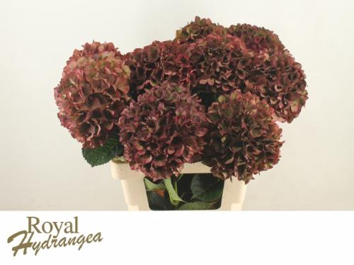 Hydrangea macrophylla Magical Rubyred (classic)