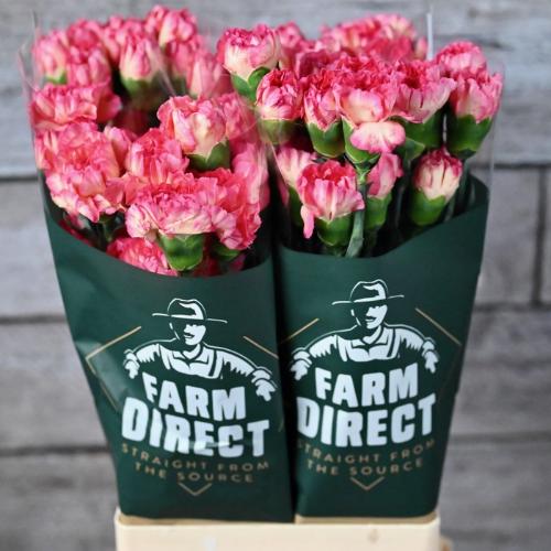 Dianthus standaard overig