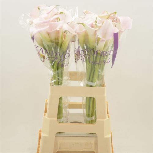 Zantedeschia Sweet Art