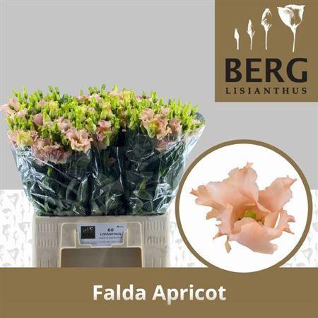 Eustoma russellianum enkelbloemig 'Falda Apricot'