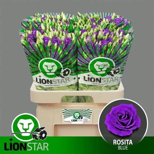 Eustoma russellianum gevuldbloemig 'Rosita Blue'