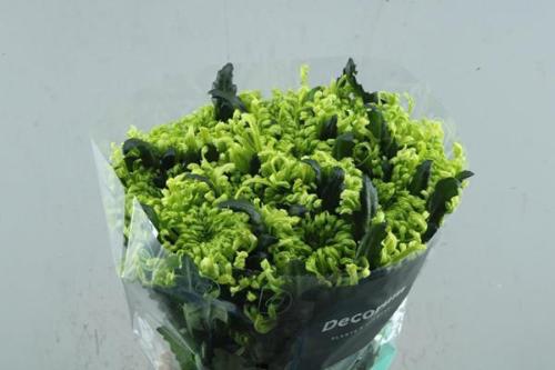 Chrysanthemum (Indicum Grp) geplozen Antenna