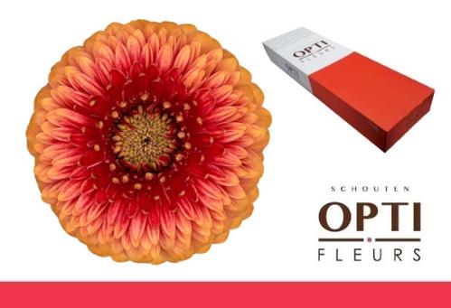 Gerbera mini bolvormig Pomponi Beaker