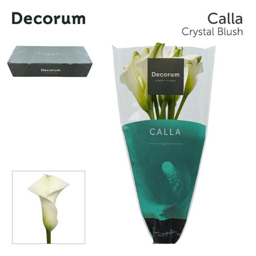 Zantedeschia 'Crystal Blush'