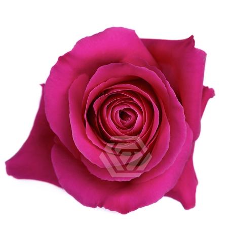 Rosa grootbloemig Pink Floyd!