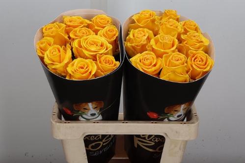 Rosa grootbloemig gewaxt H%