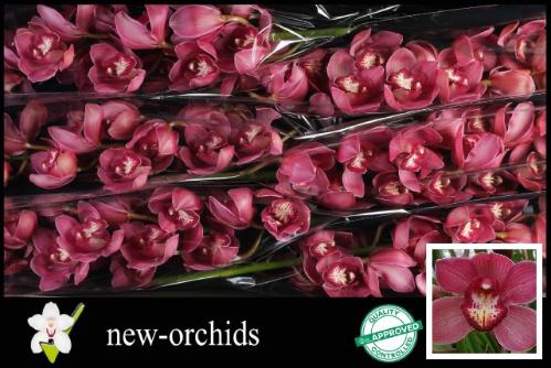 Cymbidium grootbloemig per tak 'Red Dream'
