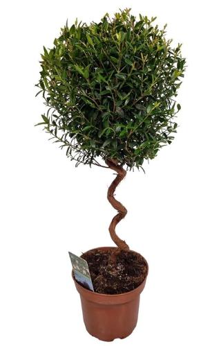 Myrtus communis